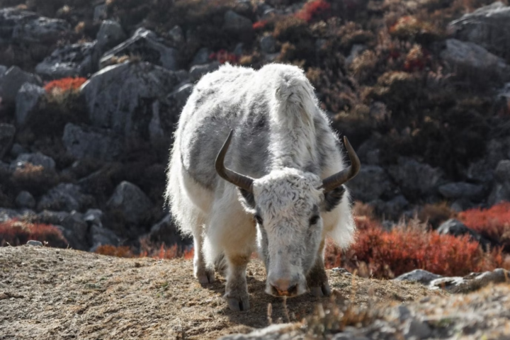 Off the Beaten Path: Discovering Nepal's Remote Trekking Routes